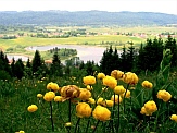 lac de l'Abbaye - trolles d'Europe